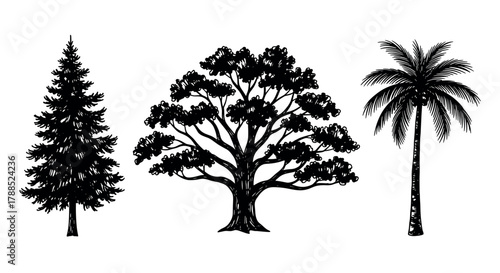 Black outline drawings of three different tree types including a coniferous tree, a deciduous tree, and a palm tree, showcasing diverse foliage patterns.
