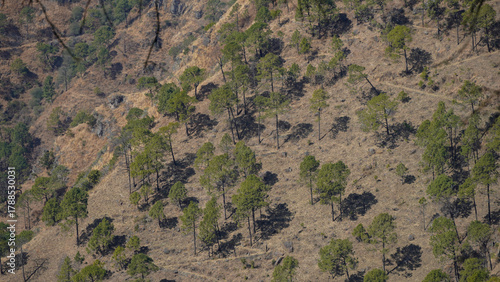 A steep, arid hillside features scattered pine trees rising from landscape of dry grass & shrubs. Single, remote house sits at the summit against a hazy blue sky, emphasizing solitude & rugged terrain
