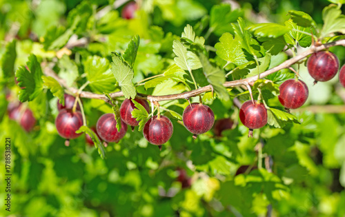 Rote Stachelbeeren am Strauch