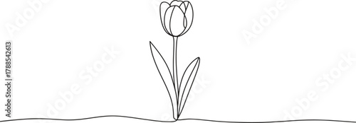Elegant minimalist tulip outline illustration for spring designs and creative projects needing nature
