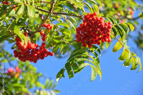 The wonderful colors of late summer. A close-up of intensely red rowan berries against a clear blue sky.