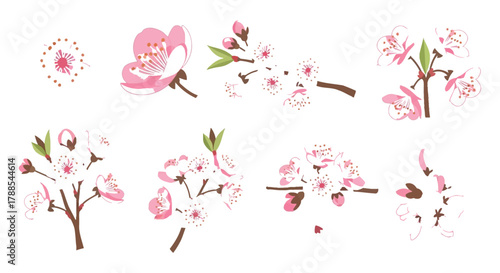 Collection of delicate pink cherry blossom branches and individual flowers isolated on white background