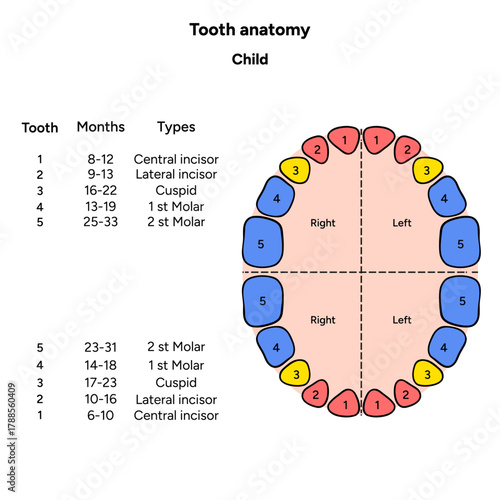 Hand-drawn dental infographic for kids showing the anatomy of tooth. Educational illustration designed for children’s 