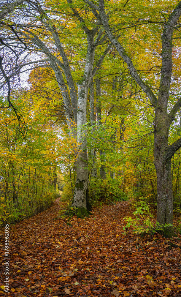 Obraz premium forest path covered with a bed of leaves, autumnal hike on footpath between trees under beautiful colored canopy. hiking fairytale land. recreational walk to beautiful magical places