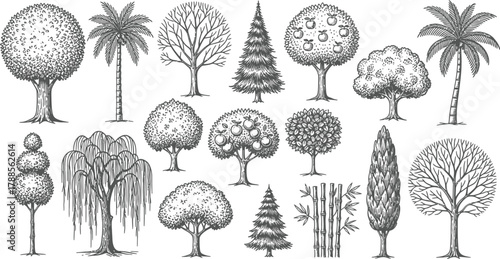 Diverse Set of Tree Illustrations with Palm, Willow, Apple, Conifer on White