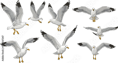 Cartoon seagull flight and landing poses with feather detail and wing motion, vector illustration for bird anatomy and nature concept