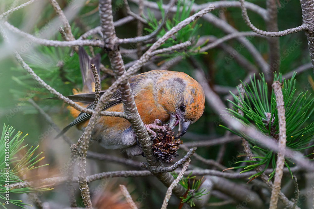 Fototapeta premium Parrot crossbill (Loxia pytyopsittacus)