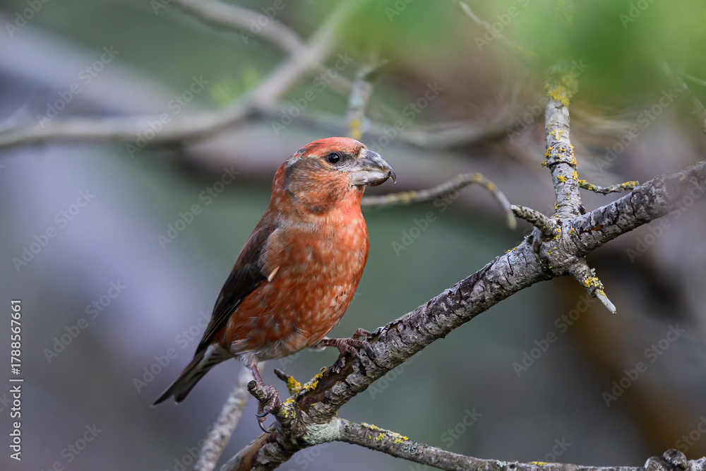 Fototapeta premium Parrot crossbill (Loxia pytyopsittacus)