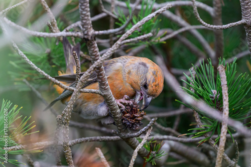 Parrot crossbill (Loxia pytyopsittacus)