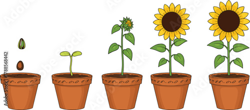 Cartoon sunflower growth stages from seed to bloom in pots, vector illustration for plant lifecycle, biology, and botany education concept
