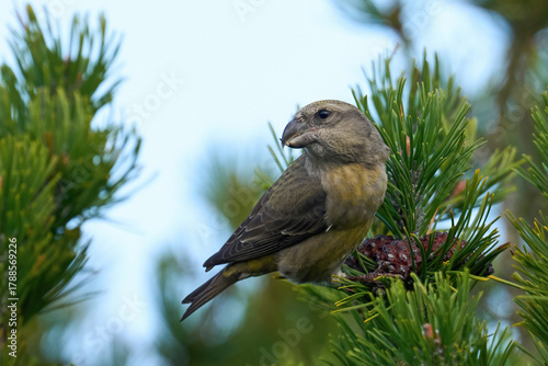Parrot crossbill (Loxia pytyopsittacus)