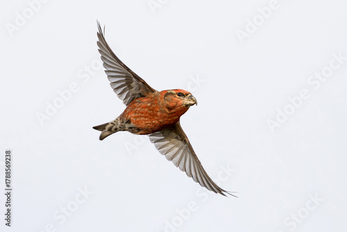 Parrot crossbill (Loxia pytyopsittacus)