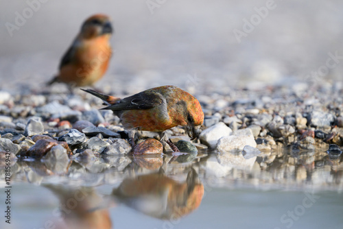 Parrot crossbill (Loxia pytyopsittacus)