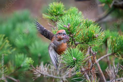 Parrot crossbill (Loxia pytyopsittacus)