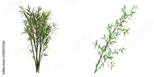 A close-up shot of two bamboo plants with green leaves, depicting the beauty of nature