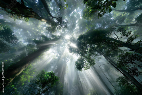 serene woodland canopy with sunlight, vast treetop canopy illuminated by rays breaking through mist