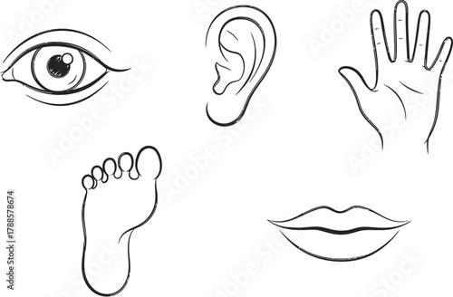 Simple body parts doodle icon set. Vector pictograms of eye, ear, hand, foot, mouth, simple sketch illustration.