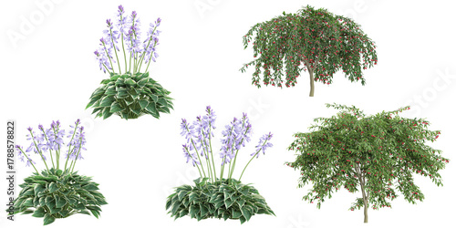 Foto Collection of Cotoneaster,Hosta plants on transparent background