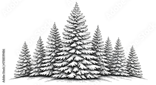 A group of snowcovered pine trees in a forest, rendered in a detailed black and white sketch style, evoking a wintery atmosphere