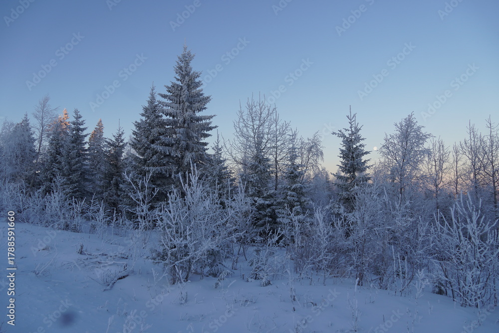 Fototapeta premium forest in winter