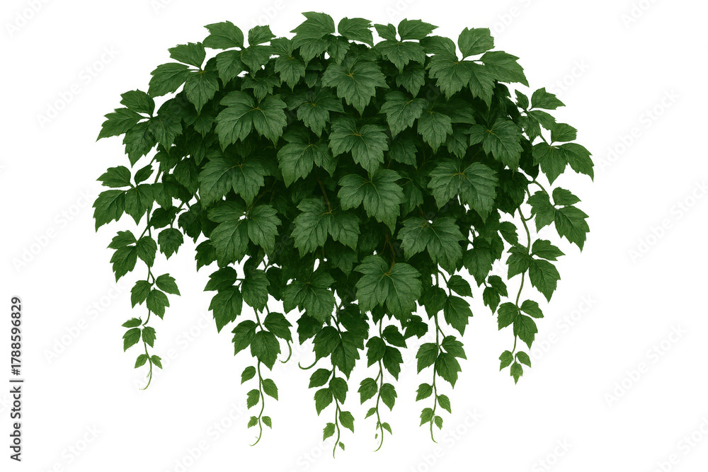 Fototapeta premium Green plant with many leaves. Hanging vine foliage bringing natural, lush garden ambiance, transparent background