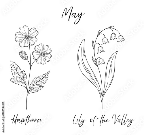 May birth flowers hawthorn and lily of the valley, line art vector illustrations set, black and white botanical drawing. Elegant floral sketch, hand drawn monochrome flower design, tattoo style.