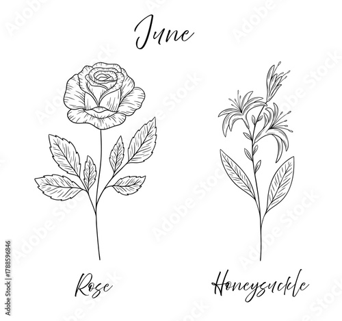 June birth flowers rose and honeysuckle, line art vector illustrations set, black and white botanical drawing. Elegant floral sketch, hand drawn monochrome flower design, tattoo style.