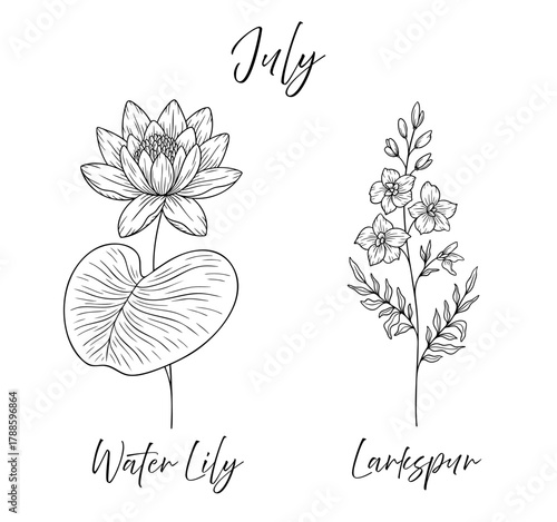 July birth flowers water lily and larkspur, line art vector illustrations set, black and white botanical drawing. Elegant floral sketch, hand drawn monochrome flower design, tattoo style.
