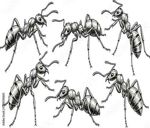 Detailed illustration of various ant poses the ants are shown in different angles, highlighting their anatomy and behavior