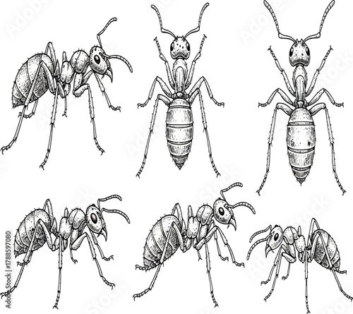 Detailed illustration of various ant poses the ants are shown in different angles, highlighting their anatomy and behavior