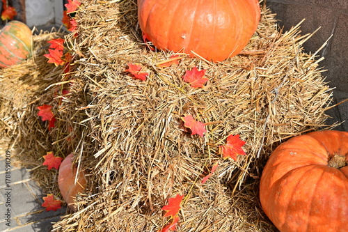 Pumpkins grow straw Halloween October.