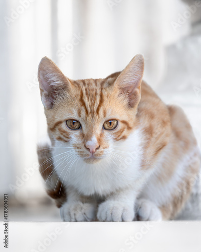Cute light haired urban kitten with charming eyes sits outdoors against white blurred background