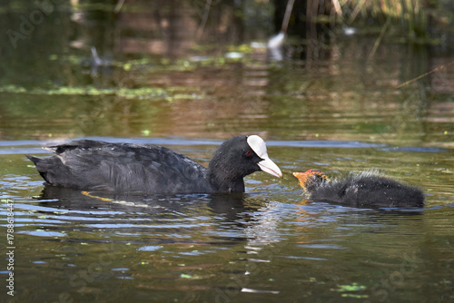 Fotografia Proud Coot feeding her chick