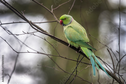 Ringneck parakeet