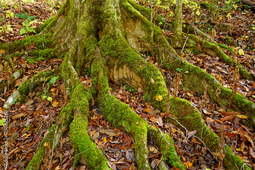 Moss covered tree roots