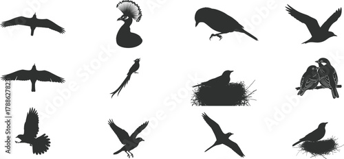 Collection of diverse bird silhouettes in flight and perched against a white background