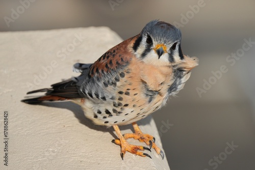 The American kestrel (Falco sparverius) is the smallest and most common falcon in North America. 