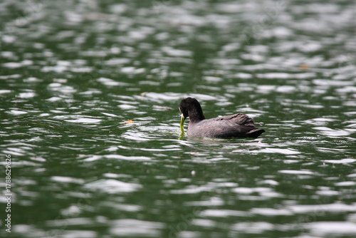 Eurasian Coot Floating on Green Lake Water Near Regensburg in Spring