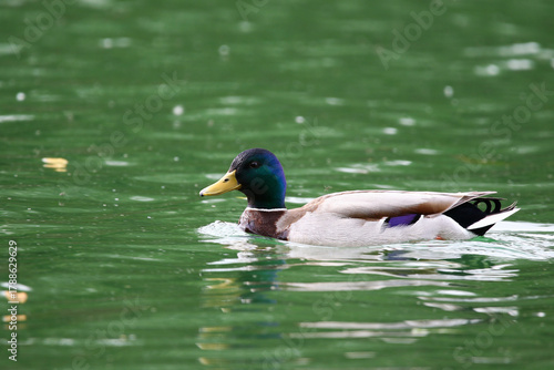 Mallard floating on green lake water near Regensburg in spring