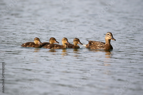Female Mallard with four ducklings floating on lake near Regensburg in spring