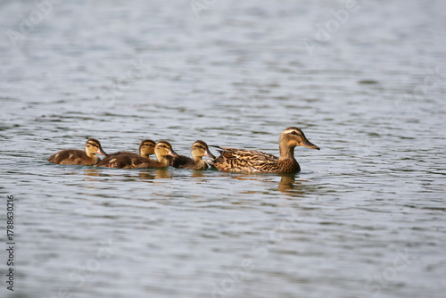Female Mallard with four ducklings floating on lake near Regensburg in spring
