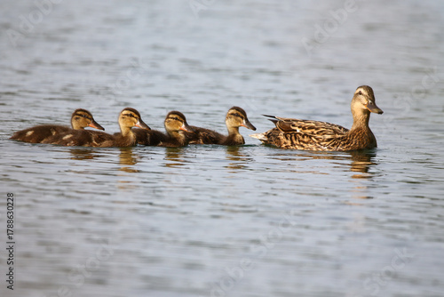 Female Mallard with four ducklings floating on lake near Regensburg in spring