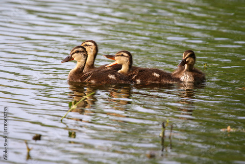 Female Mallard with four ducklings floating on lake near Regensburg in spring