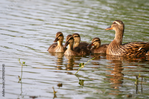 Female Mallard with four ducklings floating on lake near Regensburg in spring