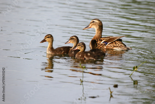 Female Mallard with four ducklings floating on lake near Regensburg in spring