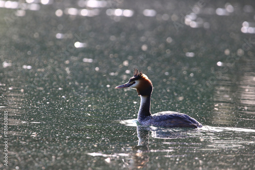 Crested Grebe Floating on Green Lake in Springtime