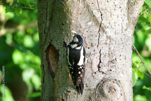 Great Spotted Woodpecker Dendrocopos Major Searching for Food on Tree Trunk