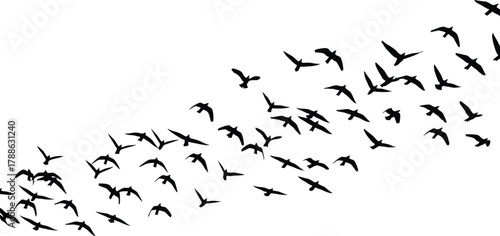 A large flock of silhouetted birds in flight against a stark white background creating a dynamic sense of movement and freedom