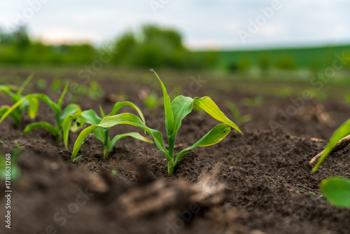 Young corn plants sprouting in a rich, dark soil field under a cloudy sky in early spring