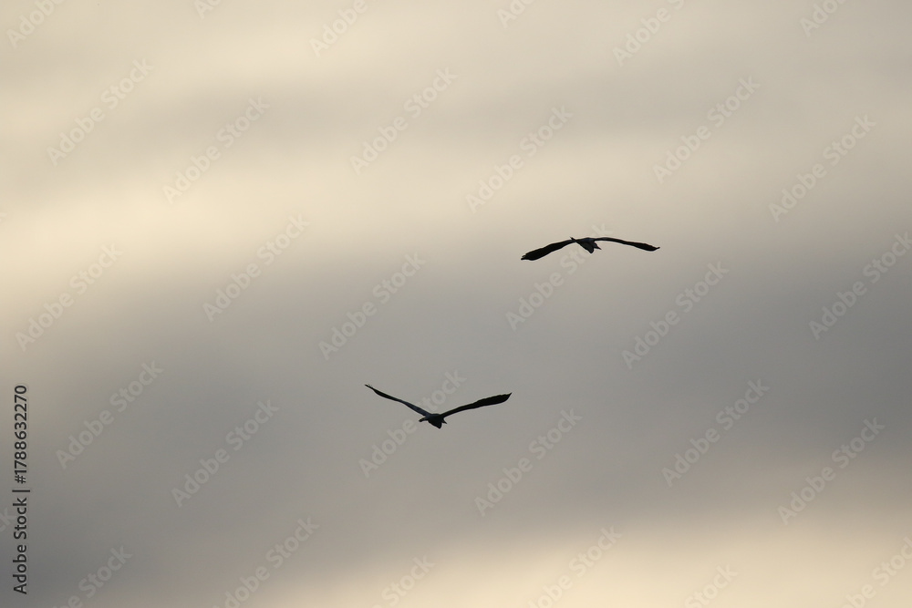 Fototapeta premium Grey heron silhouette flying against bright blue sky with spread wings